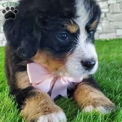 GIGI/Bernese Mountain Dog									Puppy/Female	/6 Weeks,LOOK AT ME.A happy healthy fluffy friendly playfully  little puppy. Born in the rolling hills of  holmes  country where we  play outside everyday. Come meet me or I can be transported to your front door for a small additional fee.text or call for more info. 