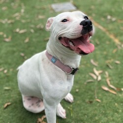 Trixie/Staffordshire Bull Terrier/Female/1 Year 1 Month,My name is Trixie, and I’m a spunky three-legged Staffordshire Bull Terrier with a heart full of love and a tail that never stops wagging. Sure, I may be missing one leg, but don’t worry—that doesn’t slow me down one bit! I’m full of energy, affection, and curiosity, and I’m searching for a forever home where I can share all my joy. I’m a social butterfly and would love to meet all the members of your family before we make any big decisions. It’s super important to me that I get along with everyone who’ll be part of my new life. If you have other dogs, that’s even better! I’m friendly and adaptable, but a proper introduction will help us all start off on the right paw. I dream of a home where I have access to both indoors and outdoors. I’m just as happy lounging on the couch as I am running around the yard or going for walks. Having a space where I can enjoy the best of both worlds would make me so happy! There’s one important thing you should know about me: I’m a palliative care case, which means I have a lifelong condition that needs managing. Don’t worry though—the vets say I’m doing well, and I still have a great quality of life! I just need a family who can understand and care for my needs. If you think we could be the perfect match, come meet me! I’m ready to shower you with all the love and loyalty I’ve got. Let’s see if we’re a match made in heaven! Household restrictions: