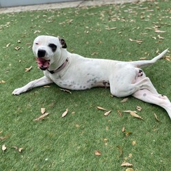 Trixie/Staffordshire Bull Terrier/Female/1 Year 1 Month,My name is Trixie, and I’m a spunky three-legged Staffordshire Bull Terrier with a heart full of love and a tail that never stops wagging. Sure, I may be missing one leg, but don’t worry—that doesn’t slow me down one bit! I’m full of energy, affection, and curiosity, and I’m searching for a forever home where I can share all my joy. I’m a social butterfly and would love to meet all the members of your family before we make any big decisions. It’s super important to me that I get along with everyone who’ll be part of my new life. If you have other dogs, that’s even better! I’m friendly and adaptable, but a proper introduction will help us all start off on the right paw. I dream of a home where I have access to both indoors and outdoors. I’m just as happy lounging on the couch as I am running around the yard or going for walks. Having a space where I can enjoy the best of both worlds would make me so happy! There’s one important thing you should know about me: I’m a palliative care case, which means I have a lifelong condition that needs managing. Don’t worry though—the vets say I’m doing well, and I still have a great quality of life! I just need a family who can understand and care for my needs. If you think we could be the perfect match, come meet me! I’m ready to shower you with all the love and loyalty I’ve got. Let’s see if we’re a match made in heaven! Household restrictions: