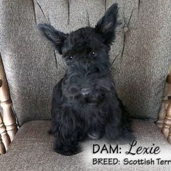 Louie/Scottish Terrier									Puppy/Male	/August 22nd, 2024,The puppies in this litter are from AKC Registered parents and can also be registered with the AKC. Registration papers will be provided when you pick up the puppy.