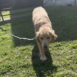Adopt a dog:Butterscotch/Golden Retriever/Female/4 Years 4 Months,Hi, I’m Butterscotch! I’m a gentle and loving adult Golden Retriever with a golden coat that matches my warm heart. Though I’m all grown up, I’ve had minimal life experience so far, which means I’m still learning some of the basics. I’m looking for a special home where I can get the ongoing training I need to become the best companion I can be. An experienced owner who understands the nuances of dog training will really help me flourish. I thrive in a home where someone is around more often than not, as I need consistent companionship and guidance. I also enjoy having both indoor and outdoor access. I love spending time outside, but I also need a comfortable and safe indoor space where I can feel secure and relaxed. It’s important for me to be in a calm environment, so I’d do best in a home without children. I can be a bit sensitive, and a quieter setting will help me feel more at ease. In my foster home I have shown to be possessive of my food which is another reason why I would do best with an adult only household. This is important to note because although I may be able to live with another dog, we would have to be fed separately and my adopters will need to be cautious about not leaving food out that we could possibly fight over. If you think you can offer me the loving, patient, and supportive home I’m looking for, I’d love to meet you! I’m excited about finding my forever home and starting a new chapter full of love and happiness with you!  ﻿I'm currently in foster with a wonderful carer, but if you are interested in giving this loving pet a home, visit the RSPCA NSW website and complete an expression of interest form or click  Household restrictions: