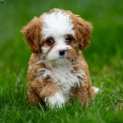 Missy/Cavapoo									Puppy/Female	/7 Weeks,Hello future family! My name is Missy, and I’m a charming red and white Cavapoo girl. I’m full of love and can’t wait to find my forever home!