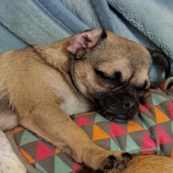 Pebbles/Pug / Jack Russell Terrier (Smooth)/Female/1 Year 8 Months,Hi there! My name is Pebbles – I'm a 1 year old Pug looking for my next chapter in life, will it be with you? I'm a nervous gal that is looking for a family that will be patient with me and takes things slowly, at my own pace as I take time to warm up to people. I would love to be able to meet the whole family before I go home with you just so we are all on the same page and are comfortable with each other. It also allows us to understand how to interact with each other and set up realistic expectations. I enjoy pats and love on my own terms, especially whilst I get to know you! For this reason, it is best I go to a home with children 12 years and up as sometimes younger children don't always understand that despite how cute I am, I also enjoy my own space and need some time to warm up to people. I hope you understand! I really enjoy the company of other dogs and have been fortunate enough to go to a loving foster home with other dogs which has helped me come out of my shell a little bit. I would be best suited to a calmer dog, similar to my size. If you have another fur baby at home, the staff here at the RSPCA will organise a play date for us to ensure we will get along pawfectly. I would also enjoy indoor access majority of the time as the outside world is quite scary to me and I'm still building up my confidence to be okay. I enjoy slow walks at my own pace in quiet areas but otherwise I enjoy being indoors doing my own thing where my safe space is. If I sound like the perfect little dog for you, please complete an expression of interest form  and the team will get back to you as soon as possible! Household restrictions: -Must meet all family -Quiet/calm household -No children under 12 -Must have indoor/outdoor access -Must go home with another dog -Ongoing training