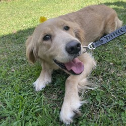 Adopt a dog:Butterscotch/Golden Retriever/Female/4 Years 4 Months,Hi, I’m Butterscotch! I’m a gentle and loving adult Golden Retriever with a golden coat that matches my warm heart. Though I’m all grown up, I’ve had minimal life experience so far, which means I’m still learning some of the basics. I’m looking for a special home where I can get the ongoing training I need to become the best companion I can be. An experienced owner who understands the nuances of dog training will really help me flourish. I thrive in a home where someone is around more often than not, as I need consistent companionship and guidance. I also enjoy having both indoor and outdoor access. I love spending time outside, but I also need a comfortable and safe indoor space where I can feel secure and relaxed. It’s important for me to be in a calm environment, so I’d do best in a home without children. I can be a bit sensitive, and a quieter setting will help me feel more at ease. In my foster home I have shown to be possessive of my food which is another reason why I would do best with an adult only household. This is important to note because although I may be able to live with another dog, we would have to be fed separately and my adopters will need to be cautious about not leaving food out that we could possibly fight over. If you think you can offer me the loving, patient, and supportive home I’m looking for, I’d love to meet you! I’m excited about finding my forever home and starting a new chapter full of love and happiness with you!  ﻿I'm currently in foster with a wonderful carer, but if you are interested in giving this loving pet a home, visit the RSPCA NSW website and complete an expression of interest form or click  Household restrictions:
