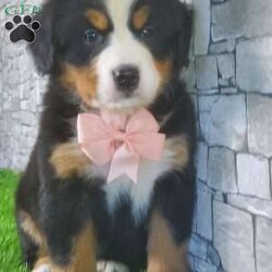 CARMA/Bernese Mountain Dog									Puppy/Female	/6 Weeks,LOOK AT ME! A happy healthy friendly fluffy playful puppy. Raised in the rolling hills of holmes County. Where we play outside everyday. Come meet me or I can be transported to your front door for a small additional fee.text or call for more info. 