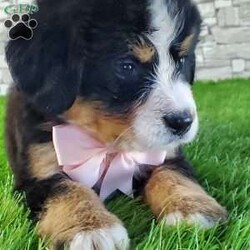 GIGI/Bernese Mountain Dog									Puppy/Female	/6 Weeks,LOOK AT ME.A happy healthy fluffy friendly playfully  little puppy. Born in the rolling hills of  holmes  country where we  play outside everyday. Come meet me or I can be transported to your front door for a small additional fee.text or call for more info. 