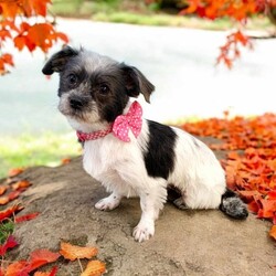 Adopt a dog:Missy/Shih Tzu/Female/Young,Hey there, I'm Missy! I'm a 9-month-old Shih Tzu mix, and let me tell you, my main goal in life is to be right by your sidepreferably in your lap, soaking up all the cuddles and belly rubs I can get! I may be a little shy at first, but once I warm up, my sweet nature will win your heart in no time.

Im a pro at getting along with both cats and dogs, and while I have that boundless puppy energy, I can totally switch gears and become the ultimate couch cuddler. Car rides are my jam, and kisses? Oh, I have plenty to give! Since I'm a little on the shy side, Id probably do best with older kids who wont overwhelm me.

If youre looking for a loving, loyal little girl with both energy and a cuddly side, Im your Missy. Lets ride into the sunset together!

 Please visit our website www.fmas.info to learn more about this amazing pet and to see other available dogs and cats.