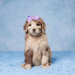 Cheyenne/Newfypoo									Puppy/Female	/8 Weeks,Meet this awesome litter of F1b Newlypoo puppies looking for a loving home! All of our puppies are raised in a family environment and are lots of fun. Skye, the mom, is an F1 Newlypoo weighing approximately 100 lbs. Finn, the dad, is a Standard Poodle weighing about 65 lbs and has been genetically health tested. These puppies will have great hypoallergenic qualities, will be low to non-shedding, and will be vet-checked. They are up-to-date on vaccines and dewormer and come with a 30-day health guarantee and a genetic guarantee. If you’re looking for your next loyal family companion or for more info, call or text today!