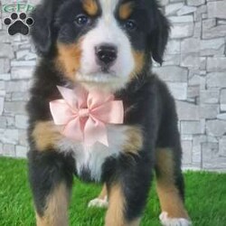 CARMA/Bernese Mountain Dog									Puppy/Female	/6 Weeks,LOOK AT ME! A happy healthy friendly fluffy playful puppy. Raised in the rolling hills of holmes County. Where we play outside everyday. Come meet me or I can be transported to your front door for a small additional fee.text or call for more info. 