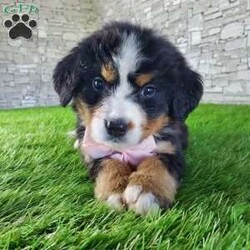 GIGI/Bernese Mountain Dog									Puppy/Female	/6 Weeks,LOOK AT ME.A happy healthy fluffy friendly playfully  little puppy. Born in the rolling hills of  holmes  country where we  play outside everyday. Come meet me or I can be transported to your front door for a small additional fee.text or call for more info. 