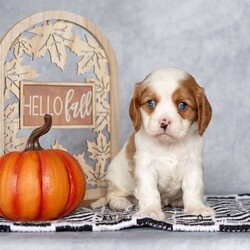 Bradley/Cavalier King Charles Spaniel									Puppy/Male	/August 25th, 2024