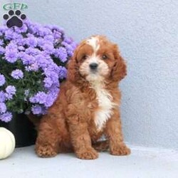 Max/Cavapoo									Puppy/Male	/July 27th, 2024,Meet Max! This cuddly Cavapoo puppy is vet checked & up to date on shots & wormer, plus comes with an extended health guarantee provided by the breeder! Max is well socialized & currently being family raised with children! If you would like more information on this adorable pup, please contact Elmer Stoltzfus today!