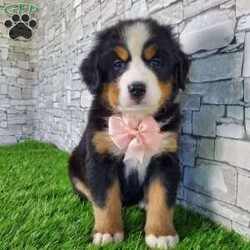 CARMA/Bernese Mountain Dog									Puppy/Female	/6 Weeks,LOOK AT ME! A happy healthy friendly fluffy playful puppy. Raised in the rolling hills of holmes County. Where we play outside everyday. Come meet me or I can be transported to your front door for a small additional fee.text or call for more info. 