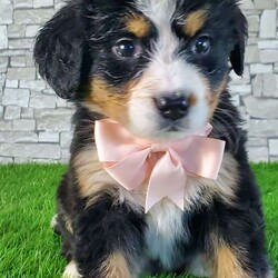 GIGI/Bernese Mountain Dog									Puppy/Female	/6 Weeks