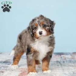 Beauty/Mini Bernedoodle									Puppy/Female	/8 Weeks,Hello! Meet Beauty! She is an adorable blue merle Mini Bernedoodle. Soft and fluffy, this charmer will offer lots of puppy kisses! The personality within is sure to warm your heart; the paws to follow you around. Very well-socialized and good with children, hours of playtime are easy! This puppy is vet checked microchipped, and up to date with vaccines and dewormer. Safe, prompt delivery from our arms to yours, every week. Health, genetic warranty, and after-adoption support are a part of the process. Call today to adopt your dream bundle of joy!