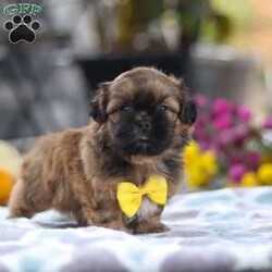 Colton/Shih Tzu									Puppy/Male	/6 Weeks,Meet Colton! He is an adorable AKC Shihtzu with a charming personality and a soft coat that’s perfect for cuddles! Shihtzus are known for their loving and devoted nature. They form strong bonds with their families and are often referred to as “lap dogs” due to their love for being close to their owners. This little guy enjoys playful activities, outdoor adventures, and cozy naps. His affectionate temperament will bring endless joy to his new family! 