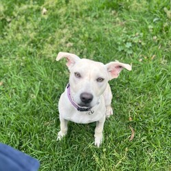 Adopt a dog:Alfie/American Staffordshire Terrier/Male/1 Year,Hi there! My name is Alfie, and I’m a lively 1 year old Staffordshire Bull Terrier with a heart full of love and a tail that never stops wagging. I’ve been in care for a little while, so I’m looking for an experienced owner who understands my needs. I’m a boisterous young guy, and I thrive on mental and physical stimulation. Daily walks, interactive playtime, and puzzle toys are my favorites! They keep my mind sharp and my energy levels balanced. I can get a bit over excited, so I need someone who can help me decompress and regulate my excitement. It would be ideal if there are no kids under 15 in my new home, as I need older children who are comfortable with dogs and can help me learn to calm down when I get a bit too hyped up.  I love meeting other dogs and usually show friendly social behaviors, but I can get a little frustrated if I can’t play with them right away or if they aren’t in the mood to play. So, it’s important for me to meet my furry friends gradually. With the right guidance and understanding, I know I can thrive and become the amazing companion I was meant to be. If you think you can help me on this journey, let’s meet up! Lots of love, Alfie xo -Experienced owner -No children under 15 -Must meet all dogs -Free vet consult