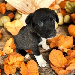 Adopt a dog:Pong/Mixed Breed/Male/Baby,THE FOLLOWING PET IS BEING FOSTERED NEAR FORT COLLINS, CO!

Meet Pong, one of the 9 playful Platoon Litter puppies at our rescue! Born on September 10th, Pong and his siblings were rescued from a homeless camp where they were being given away as tiny bottle babies. Now thriving in his foster home in Fort Collins, CO, Pong is ready to find his forever family.

Pong is a bundle of playful energy, always on the move and eager to explore the world around him. Whether he’s chasing after his favorite toys, running around with his siblings, or discovering new adventures, Pong’s curious and lively personality shines through. He loves toys and can spend hours playing and having fun, making him the perfect match for an active family who’s ready to join in on the excitement.

Pong is looking for a home that can keep up with his playful spirit, give him plenty of attention, and guide him as he grows. If you’re looking for an adventurous, toy-loving pup to bring joy and fun to your life, Pong might just be the perfect fit! Are you ready to welcome him into your family?

OUR DOGS ARE FOSTERED IN TEXAS OR COLORADO BUT AVAILABLE FOR ADOPTION AND TRANSPORT OUT OF STATE. Read below for more information.

All of our dogs are located in a foster home in Texas or Colorado. Our dogs are transported to a predetermined location agreed upon by the rescue. The adoption contract and fee are finalized prior to transport. As a Mutts N Such direct adoption, the adoption interview/meet and greet occurs on video call (Skype, FB Messenger call, Facetime, etc).

Our out of state adoption fee is $350 plus transport (varies by location). This fee includes all current vaccinations, deworming, a registered microchip, fecal analysis, spay/neuter for pets 6 months & older, and a heartworm test if over 6 months old. All dogs will be current on flea/heartworm prevention. A health exam will be completed and a certificate issued by a veterinarian within 10 days. If you are interested in adopting, please complete our application:

https://petstablished.com/adoption_form/57167/generic

Note: MNS reserves the right to deny any application that is deemed unsuitable for the animal. Please be aware that our animal adoptions are NOT on a first come- first serve basis. Our sole purpose is to find the best possible home for the animals that fall under our care.