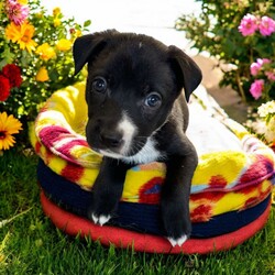 Adopt a dog:Alpha/Mixed Breed/Male/Baby,THE FOLLOWING PET IS BEING FOSTERED NEAR FORT COLLINS, CO!

Meet Alpha, one of the 9 playful Platoon Litter puppies at our rescue! Born on September 10th, Alpha, along with his siblings, came to us from a homeless camp where they were being given away as tiny bottle babies. Despite his rough start, Alpha is thriving in his foster home in Fort Collins, CO, and is ready to find his forever family.

True to his name, Alpha is full of energy and always the first to dive into playtime! Whether he’s chasing after toys, wrestling with his littermates, or exploring new adventures, Alpha’s playful and energetic personality never slows down. He loves to have fun and is always up for an exciting game, making him the perfect companion for an active family.

Alpha will need a home that can match his playful spirit, give him plenty of love, and provide the training he needs to grow into the best dog he can be. If you’re looking for a joyful, fun-loving pup to brighten your days, Alpha is ready to bring endless joy to your home! Could he be your next adventure buddy?

OUR DOGS ARE FOSTERED IN TEXAS OR COLORADO BUT AVAILABLE FOR ADOPTION AND TRANSPORT OUT OF STATE. Read below for more information.

All of our dogs are located in a foster home in Texas or Colorado. Our dogs are transported to a predetermined location agreed upon by the rescue. The adoption contract and fee are finalized prior to transport. As a Mutts N Such direct adoption, the adoption interview/meet and greet occurs on video call (Skype, FB Messenger call, Facetime, etc).

Our out of state adoption fee is $350 plus transport (varies by location). This fee includes all current vaccinations, deworming, a registered microchip, fecal analysis, spay/neuter for pets 6 months & older, and a heartworm test if over 6 months old. All dogs will be current on flea/heartworm prevention. A health exam will be completed and a certificate issued by a veterinarian within 10 days. If you are interested in adopting, please complete our application:

https://petstablished.com/adoption_form/57167/generic

Note: MNS reserves the right to deny any application that is deemed unsuitable for the animal. Please be aware that our animal adoptions are NOT on a first come- first serve basis. Our sole purpose is to find the best possible home for the animals that fall under our care.