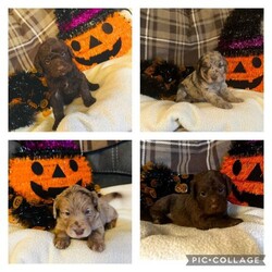 F1 miniature labradoodle/Labradoodle/Mixed Litter/4 weeks,Stunning F1 Miniature labradoodle puppies available.
3 boys 
1 girl available 

Our gorgeous Labrador, Poppy has had her second litter of F1 labradoodle Puppies.

The puppies were born in our home on the 18th September and have been lovingly raised by our family since they arrived.

The puppies will be a medium size doodle, we do have a daughter from
Our previous litter so you will get a rough idea.
Our puppies have been reared in our home. They are gently being introduced to a whole range of noises and experiences along with constant handing, attention and lots of love.
We will put a large amount of work into giving these puppies the best start possible with playtime outside, gentle positive time away from siblings to prepare them for lives with new families, Also starting of toilet training.

These experiences will greatly benefit the puppies by preparing them to be calm, confident, well adjusted dogs, ready for life with their new families.
All puppies have been wormed since 2 weeks with panacur wormer. They will be fully vet checked at 8 weeks and will be micro chipped and receive their first vaccinations.

All puppies will go to there new homes with a supply of their regular food, a scented blanket and toy, and their health record first vac and microchip . We would also love to keep in contact and offer any help and advice as the pups settle into their forever homes. We are still in touch with our last litter. Which have all grown to be wonderful dogs, photos of siblings can be seen with lots of positive comments and reviews which we appreciate so much!

These are very special puppies looking for very special homes. ??
If you think one of our puppies would be suitable for you please get in touch to discuss further.
They will be ready for their new homes when they are 8 weeks old which is 13th November. ????

Viewings available from ; 18th October

Starting price; £1000
Merles £1200
Chocolates £1000
1 chocolate girl reserved ??