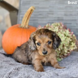 Brandi/Dachshund									Puppy/Female	/7 Weeks