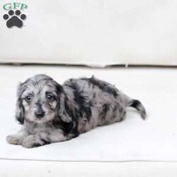 Hazel/Dachshund Mix									Puppy/Female	/9 Weeks,To contact the breeder about this puppy, click on the “View Breeder Info” tab above.