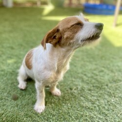 Adopt a dog:Chrissy/Jack Russell Terrier/Female/Young,Chrissy is a young female dog about a year old, with lots of love to give!  She is  gentle and loyal. Chrissy may be a bit dignified and quiet, but don't let that fool you - she has a playful side, too! She is a very well-behaved pup and she is smart, so she will likely learn your household rules in no time.  He is doesn't know how to walk on leash but is crate trained.  She would not do well in an apartment, but needs her own back yard. Chrissy does get along with other dogs and would prefer a playmate over children in the home. She will take some time to adjust to her new surroundings, but having another playful dog will help her adjust.  If you're looking for a nurturing, sweet and gentle friend, look no further than Chrissy!