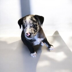 Adopt a dog:Aretha/Bearded Collie/Female/Baby,Aretha is looking to sing her way into your heart and home! 

She’s the sweetest little girl who is being fostered in Hattiesburg, but can travel, 

About 9 weeks old - maybe a collie mix. But definitely cute! 

She is medically up to date and ready for her forever ! 

You can find my form 