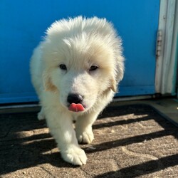 Adopt a dog:Ken/Great Pyrenees/Male/Baby,This beautiful baby is Ken, an 8 week old great pyrenees puppy who came to us with his sister, Barbie! These babies are incredibly cute, sweet, playful, and just fun puppies! They are the perfect age to begin life with a forever family, training and mastering household manners and soaking up all the love they can. Barbie and Ken are deserving of their very own dream house!

We promised Ken that the rest of his life, would be the best of his life. Could that be with you?

APPLY TO ADOPT: finalvictoryrescue.com *We are located in South Carolina and transport to the northeast weekly. We provide local or virtual meet-and-greets with an application on file.