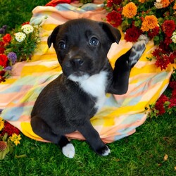 Adopt a dog:Delta/Mixed Breed/Female/Baby,THE FOLLOWING PET IS BEING FOSTERED NEAR FORT COLLINS, CO!

Meet Delta, one of the 9 precious Platoon Litter puppies at our rescue! Born on September 10th, Delta and her siblings were rescued from a homeless camp where they were being given away as tiny bottle babies. Now thriving in her foster home in Fort Collins, CO, Delta is ready to find her forever family.

Delta is the sweetest, most gentle snuggler you'll ever meet. She has a calm, loving nature and is happiest when she’s curled up in your arms, soaking in all the affection. While her siblings may be off playing, Delta is content to stay close, quietly seeking out your love and attention. Her gentle disposition makes her the perfect companion for someone looking for a cuddly, affectionate pup who will bring a sense of calm and comfort to their home.

Delta is searching for a family who will cherish her sweet nature and give her the love and care she deserves. If you're looking for a tender-hearted, snuggle-loving pup to share your life with, Delta is ready to fill your home with warmth and love. Could she be the perfect addition to your family?

OUR DOGS ARE FOSTERED IN TEXAS OR COLORADO BUT AVAILABLE FOR ADOPTION AND TRANSPORT OUT OF STATE. Read below for more information.

All of our dogs are located in a foster home in Texas or Colorado. Our dogs are transported to a predetermined location agreed upon by the rescue. The adoption contract and fee are finalized prior to transport. As a Mutts N Such direct adoption, the adoption interview/meet and greet occurs on video call (Skype, FB Messenger call, Facetime, etc).

Our out of state adoption fee is $350 plus transport (varies by location). This fee includes all current vaccinations, deworming, a registered microchip, fecal analysis, spay/neuter for pets 6 months & older, and a heartworm test if over 6 months old. All dogs will be current on flea/heartworm prevention. A health exam will be completed and a certificate issued by a veterinarian within 10 days. If you are interested in adopting, please complete our application:

https://petstablished.com/adoption_form/57167/generic

Note: MNS reserves the right to deny any application that is deemed unsuitable for the animal. Please be aware that our animal adoptions are NOT on a first come- first serve basis. Our sole purpose is to find the best possible home for the animals that fall under our care.