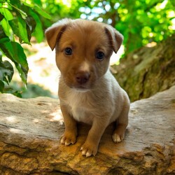 Adopt a dog:Echo/Mixed Breed/Female/Baby,THE FOLLOWING PET IS BEING FOSTERED NEAR FORT COLLINS, CO!

Meet Echo, one of the 9 sweet Platoon Litter puppies at our rescue with an inspiring story of resilience! Born on September 10th, Echo and her siblings were found in a homeless camp, being given away as tiny bottle babies. Thankfully, they made their way to us, and now Echo is thriving in her foster home in Fort Collins, CO. Despite her tough start, Echo is an affectionate and playful pup who adores attention. She’s always eager to be in the spotlight, soaking up all the love she can get!

Echo’s playful personality shines through, whether she’s chasing toys, wrestling with her siblings, or exploring new surroundings. But when the excitement settles down, she’s quick to cuddle up for some cozy snuggle time. This sweet girl is looking for a family that can provide her with plenty of love, care, and training as she grows.

If you’re looking for a loving, loyal companion who will brighten your days, Echo is ready to find her forever home. Could that be with you?

OUR DOGS ARE FOSTERED IN TEXAS OR COLORADO BUT AVAILABLE FOR ADOPTION AND TRANSPORT OUT OF STATE. Read below for more information.

All of our dogs are located in a foster home in Texas or Colorado. Our dogs are transported to a predetermined location agreed upon by the rescue. The adoption contract and fee are finalized prior to transport. As a Mutts N Such direct adoption, the adoption interview/meet and greet occurs on video call (Skype, FB Messenger call, Facetime, etc).

Our out of state adoption fee is $350 plus transport (varies by location). This fee includes all current vaccinations, deworming, a registered microchip, fecal analysis, spay/neuter for pets 6 months & older, and a heartworm test if over 6 months old. All dogs will be current on flea/heartworm prevention. A health exam will be completed and a certificate issued by a veterinarian within 10 days. If you are interested in adopting, please complete our application:

https://petstablished.com/adoption_form/57167/generic

Note: MNS reserves the right to deny any application that is deemed unsuitable for the animal. Please be aware that our animal adoptions are NOT on a first come- first serve basis. Our sole purpose is to find the best possible home for the animals that fall under our care.