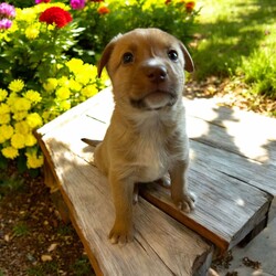 Adopt a dog:Echo/Mixed Breed/Female/Baby,THE FOLLOWING PET IS BEING FOSTERED NEAR FORT COLLINS, CO!

Meet Echo, one of the 9 sweet Platoon Litter puppies at our rescue with an inspiring story of resilience! Born on September 10th, Echo and her siblings were found in a homeless camp, being given away as tiny bottle babies. Thankfully, they made their way to us, and now Echo is thriving in her foster home in Fort Collins, CO. Despite her tough start, Echo is an affectionate and playful pup who adores attention. She’s always eager to be in the spotlight, soaking up all the love she can get!

Echo’s playful personality shines through, whether she’s chasing toys, wrestling with her siblings, or exploring new surroundings. But when the excitement settles down, she’s quick to cuddle up for some cozy snuggle time. This sweet girl is looking for a family that can provide her with plenty of love, care, and training as she grows.

If you’re looking for a loving, loyal companion who will brighten your days, Echo is ready to find her forever home. Could that be with you?

OUR DOGS ARE FOSTERED IN TEXAS OR COLORADO BUT AVAILABLE FOR ADOPTION AND TRANSPORT OUT OF STATE. Read below for more information.

All of our dogs are located in a foster home in Texas or Colorado. Our dogs are transported to a predetermined location agreed upon by the rescue. The adoption contract and fee are finalized prior to transport. As a Mutts N Such direct adoption, the adoption interview/meet and greet occurs on video call (Skype, FB Messenger call, Facetime, etc).

Our out of state adoption fee is $350 plus transport (varies by location). This fee includes all current vaccinations, deworming, a registered microchip, fecal analysis, spay/neuter for pets 6 months & older, and a heartworm test if over 6 months old. All dogs will be current on flea/heartworm prevention. A health exam will be completed and a certificate issued by a veterinarian within 10 days. If you are interested in adopting, please complete our application:

https://petstablished.com/adoption_form/57167/generic

Note: MNS reserves the right to deny any application that is deemed unsuitable for the animal. Please be aware that our animal adoptions are NOT on a first come- first serve basis. Our sole purpose is to find the best possible home for the animals that fall under our care.