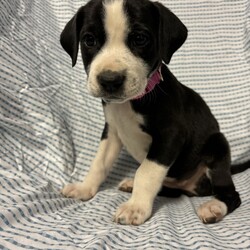 Adopt a dog:Poplar/Labrador Retriever/Female/Baby,This sweet little lady is Poplar! Poplar came to us with 7 of her siblings after her and his mom were found as a stray. These babies are now ready for their forever homes! Poplar was born approximately on 9/1/2024! These pups love toys, treats, and all food! They love to play with each other, but they also LOVE to snuggle with people after lots of playtime. These pups will need some training, as most puppies this age do, but they will repay you for your efforts with a lifetime of love!!

We promised Poplar that the rest of her life, would be the best of her life. Could that be with you?

APPLY TO ADOPT: finalvictoryrescue.com *We are located in South Carolina and transport to the northeast weekly. We provide local or virtual meet-and-greets with an application on file.