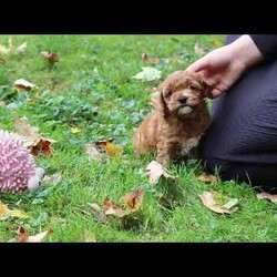 Alice/Cockapoo									Puppy/Female	/7 Weeks,Introducing Alice, an adorable Cockapoo girl with a sweet and playful spirit! Her soft, wavy coat is perfect for cozy snuggles, and her sweet nature makes her the perfect addition to any family. She enjoys playing, exploring, and curling up for cuddles after a fun day of adventures. With her loving and playful nature, she has the ability to brighten even the simplest moments. Raised with lots of attention and care, she’s well-socialized, making her both adaptable and affectionate. Her early experiences are helping her grow into a confident and intelligent pup!