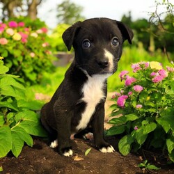 Adopt a dog:Alpha/Mixed Breed/Male/Baby,THE FOLLOWING PET IS BEING FOSTERED NEAR FORT COLLINS, CO!

Meet Alpha, one of the 9 playful Platoon Litter puppies at our rescue! Born on September 10th, Alpha, along with his siblings, came to us from a homeless camp where they were being given away as tiny bottle babies. Despite his rough start, Alpha is thriving in his foster home in Fort Collins, CO, and is ready to find his forever family.

True to his name, Alpha is full of energy and always the first to dive into playtime! Whether he’s chasing after toys, wrestling with his littermates, or exploring new adventures, Alpha’s playful and energetic personality never slows down. He loves to have fun and is always up for an exciting game, making him the perfect companion for an active family.

Alpha will need a home that can match his playful spirit, give him plenty of love, and provide the training he needs to grow into the best dog he can be. If you’re looking for a joyful, fun-loving pup to brighten your days, Alpha is ready to bring endless joy to your home! Could he be your next adventure buddy?

OUR DOGS ARE FOSTERED IN TEXAS OR COLORADO BUT AVAILABLE FOR ADOPTION AND TRANSPORT OUT OF STATE. Read below for more information.

All of our dogs are located in a foster home in Texas or Colorado. Our dogs are transported to a predetermined location agreed upon by the rescue. The adoption contract and fee are finalized prior to transport. As a Mutts N Such direct adoption, the adoption interview/meet and greet occurs on video call (Skype, FB Messenger call, Facetime, etc).

Our out of state adoption fee is $350 plus transport (varies by location). This fee includes all current vaccinations, deworming, a registered microchip, fecal analysis, spay/neuter for pets 6 months & older, and a heartworm test if over 6 months old. All dogs will be current on flea/heartworm prevention. A health exam will be completed and a certificate issued by a veterinarian within 10 days. If you are interested in adopting, please complete our application:

https://petstablished.com/adoption_form/57167/generic

Note: MNS reserves the right to deny any application that is deemed unsuitable for the animal. Please be aware that our animal adoptions are NOT on a first come- first serve basis. Our sole purpose is to find the best possible home for the animals that fall under our care.