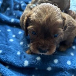 Adopt a dog:6 week old F1B cavapoo puppies/Cavapoo/Mixed Litter/7 weeks,Our beautiful girl Narla has had a litter of 9 gorgeous puppies. She has 5 girls and 4 boys and they’re so adorable. They will all be ready to go to there forever homes at the end of October and will all be fully health checked by the vets, first vaccinations done and all micro chipped.