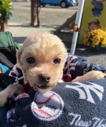 Adopt a dog:Angel/Miniature Poodle/Female/Adult,10/14/24:
Foster to adopt home needed! 

Everyone meet Angel! She is a Mini Poodle/Maltese mix about 4 years old and 9#.  She came to us just a few days ago from a hoarding case in Oswego County. A friend has been getting dogs out of the home a few at a time over the past several months and recently reached out for help. We have been able to get 6 out so far and will help to save more as they become available.  Several of the dogs were severely matted and had feces, urine and fleas tangled in their fur. All were covered in hundreds of fleas and packed in flea dirt. Through it all, they are very sweet and gentle souls who just want to be be loved. 

Due to their circumstance, all will need work on training and housebreaking as well as confidence building. They will need patience and love. We have been able to get all groomed with the the help of local groomers volunteering their skills and have got their veterinary exams,  vaccines, flea treatment, dewormimg and labwork done at our veterinarian. They will all be soayed/neutered prior to adoption.

Due to their size and acivity level, foster to adopt requirements are:

•Living within 80 miles of Adams, NY to continue their vetting as needed in the upcoming weeks.
•Having previous/current pets in annually at a local veterinary office and up to date on vaccines as well as spay/neutered. 
•They should do fine with dogs and cats in the home 
•Homes with small dog savy children over 10 years old should be ok since they are nervous around gast movement and loud noises at this time.
•Willing to have current dogs/family members come to a meet and greet to meet the pet and be sure they are an acceptable match.
•Having time available to care for, socialize and start training of a new pet.

An adoption donation of  $400 is being asked, if you decide to adopt, but fostering is free!! They had their vet check, are current on vaccines, intestinal, heartworm and external parasite treatment. All will be spay/neutered prior to adoption.

Apply to adopt today! https://form.jotform.com/Meowchatz/pet-adoption-application-form