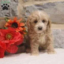 Holly/Cavapoo									Puppy/Female	/August 23rd, 2024,Hey!I’m Holly,a adorable pup who can’t wait to become a cherished member of your family. I’m vet checked and up to date on shots and dewormer ensuring you that I’m well prepared for my new home.