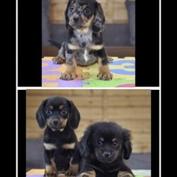 Adorable dachshund X pekingese puppies/Dachshund X pekingese/Male/11 weeks,Beautiful litter of 3 adorable pekingese X dachshund hybrid pups are looking for their forever homes.

Mom and dad can be seen because of they are our family pets.

Mom is a black pure breed pekingese and the dad is a pure breed smooth coat piebald colored dachshund.

The pups will leave our home with first vaccination, microchip, vet examination, 5 weeks puppy insurance, puppy food.

If you have any question please feel free to contact me!