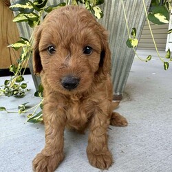 Hayley/Mini Goldendoodle									Puppy/Female	/12 Weeks,Hayley is a sweet Mini Goldendoodle pup who loves to bounce around and go on new adventures. This charming little gal enjoys playing with children, appreciates a playful challenge and is looking forward to sharing a lot of love with her forever family. Hayley’s soft coat welcomes hours of cuddles and hugs and having a health guarantee makes her available for all that affection. She is up to date on shots and dewormer and will be checked by a vet before she goes home with you! To start experiencing the devotion and tenderness Hayley has to dole out please contact the breeder today!