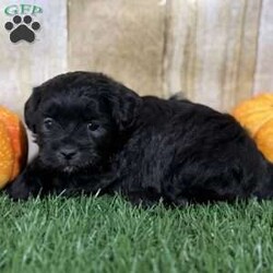 Autumn/Shih-Poo									Puppy/Female	/6 Weeks,Hey there, My name is Autumn! I am a very beautiful female Shihpoo puppy! I was born on September 6th, 2024. I am such a sweet and loveable little girl! I am looking for my new family, could that be with you? If you choose me I will come home to you vet checked with my vaccinations and deworming up to date, and I will also be microchipped. If you think that I would make the perfect little addition to your family, then please call or text to find out more information about me! I’m located in Canton, Ohio!