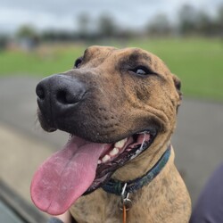 Adopt a dog:Sebastian/Staffordshire Bull Terrier / Staffordshire Bull Terrier/Male/1 Year 11 Months,Hi there! My name is Sebastian, thanks for stopping by to read a bit about me! I am looking for my forever home with someone who will take me on fun adventures somewhere away from the hustle and bustle. I love MY people so much, but busy places with lots of unfamiliar people around can overwhelm me a bit. I much prefer to hang out somewhere quieter where it is just us and maybe a few of my doggie friends! But with a family who are willing to guide me through with patience and reassure me that I am okay around strangers, I promise to try and overcome this. ﻿I can be a bit boisterous when I get excited! I have lots of energy so would love a household that is active and enjoy the fresh air, and that will of course include me in family activities. Because I love to run around and be a bit of a goof sometimes, it is best I go home with people older than 15.  I have previously come from a home with other doggos so if you have another confident, social dog, that's great! You will need to bring your dog to meet me as well because it's important we all get along! If I am to be your only dog, that's OK too though – I will enjoy your company! I can go on and on about me but it would be way more fun to come and meet me so I can tell you my story in person! So what are you waiting for?! It's my mission in life to love you with my whole heart for the rest of my life, If all that sounds perfect? please contact the amazing RSPCA team to arrange a meet with me! Love Sebastian xx