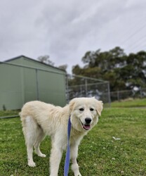 Adopt a dog:Sarah/Maremma Sheepdog/Female/9 Months,Hey there, I'm a beautiful young lady who's on the lookout for my forever family. I will need someone who is experienced with my breed or at least knows a lot about it and the common traits that I'm likely to display. Eventually I may need something of my own to guard… after all, I'm a Maremma. I will need guided support with my new person to help me learn all there is about life and encourage me to explore the world. Please provide me with a safe space in your home where I can retreat to if I'm feeling overwhelmed. Any kids need to be confident around dogs and over the age of 6 years. I would prefer a home where there's already a doggy so I can learn from them and build a bond with my person. I will need a big property or at least a secure big, back yard. I will not cope in an apartment or unit. Level 2 BRT: