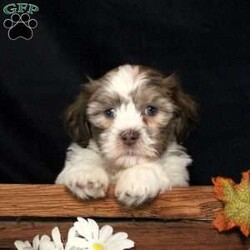 Matteo/Teddy Bear									Puppy/Male	/7 Weeks,Matteo is a people-oriented Shichon puppy who loves to play! This sweet natured little guy comes home with a 30 day health guarantee as well as an extended genetic health guarantee, both provided by the breeder. Matteo is outgoing, well socialized, and will be the best addition to his forever family! Discover more and schedule a visit when you call Countryside Puppies today!