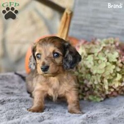 Brandi/Dachshund									Puppy/Female	/7 Weeks,Meet Brandi, an adorable mini Dachshund puppy looking for a loving home! Family-raised and well-socialized, Brandi will make a perfect addition to any household. Her mom, Connie, and dad, Rocky, have passed down their sweet temperament, making her both playful and affectionate. Brandi is up to date on her shots and dewormer, has been vet-checked, and comes with a 30-day health guarantee for peace of mind. She’s ACA registered and microchipped, ready for her forever family. Don’t miss out on the chance to bring this little bundle of joy home!