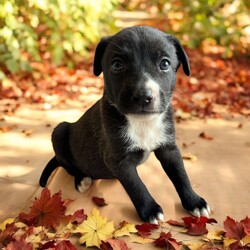 Adopt a dog:Alpha/Mixed Breed/Male/Baby,THE FOLLOWING PET IS BEING FOSTERED NEAR FORT COLLINS, CO!

Meet Alpha, one of the 9 playful Platoon Litter puppies at our rescue! Born on September 10th, Alpha, along with his siblings, came to us from a homeless camp where they were being given away as tiny bottle babies. Despite his rough start, Alpha is thriving in his foster home in Fort Collins, CO, and is ready to find his forever family.

True to his name, Alpha is full of energy and always the first to dive into playtime! Whether he’s chasing after toys, wrestling with his littermates, or exploring new adventures, Alpha’s playful and energetic personality never slows down. He loves to have fun and is always up for an exciting game, making him the perfect companion for an active family.

Alpha will need a home that can match his playful spirit, give him plenty of love, and provide the training he needs to grow into the best dog he can be. If you’re looking for a joyful, fun-loving pup to brighten your days, Alpha is ready to bring endless joy to your home! Could he be your next adventure buddy?

OUR DOGS ARE FOSTERED IN TEXAS OR COLORADO BUT AVAILABLE FOR ADOPTION AND TRANSPORT OUT OF STATE. Read below for more information.

All of our dogs are located in a foster home in Texas or Colorado. Our dogs are transported to a predetermined location agreed upon by the rescue. The adoption contract and fee are finalized prior to transport. As a Mutts N Such direct adoption, the adoption interview/meet and greet occurs on video call (Skype, FB Messenger call, Facetime, etc).

Our out of state adoption fee is $350 plus transport (varies by location). This fee includes all current vaccinations, deworming, a registered microchip, fecal analysis, spay/neuter for pets 6 months & older, and a heartworm test if over 6 months old. All dogs will be current on flea/heartworm prevention. A health exam will be completed and a certificate issued by a veterinarian within 10 days. If you are interested in adopting, please complete our application:

https://petstablished.com/adoption_form/57167/generic

Note: MNS reserves the right to deny any application that is deemed unsuitable for the animal. Please be aware that our animal adoptions are NOT on a first come- first serve basis. Our sole purpose is to find the best possible home for the animals that fall under our care.