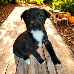 Adopt a dog:Delta/Mixed Breed/Female/Baby,THE FOLLOWING PET IS BEING FOSTERED NEAR FORT COLLINS, CO!

Meet Delta, one of the 9 precious Platoon Litter puppies at our rescue! Born on September 10th, Delta and her siblings were rescued from a homeless camp where they were being given away as tiny bottle babies. Now thriving in her foster home in Fort Collins, CO, Delta is ready to find her forever family.

Delta is the sweetest, most gentle snuggler you'll ever meet. She has a calm, loving nature and is happiest when she’s curled up in your arms, soaking in all the affection. While her siblings may be off playing, Delta is content to stay close, quietly seeking out your love and attention. Her gentle disposition makes her the perfect companion for someone looking for a cuddly, affectionate pup who will bring a sense of calm and comfort to their home.

Delta is searching for a family who will cherish her sweet nature and give her the love and care she deserves. If you're looking for a tender-hearted, snuggle-loving pup to share your life with, Delta is ready to fill your home with warmth and love. Could she be the perfect addition to your family?

OUR DOGS ARE FOSTERED IN TEXAS OR COLORADO BUT AVAILABLE FOR ADOPTION AND TRANSPORT OUT OF STATE. Read below for more information.

All of our dogs are located in a foster home in Texas or Colorado. Our dogs are transported to a predetermined location agreed upon by the rescue. The adoption contract and fee are finalized prior to transport. As a Mutts N Such direct adoption, the adoption interview/meet and greet occurs on video call (Skype, FB Messenger call, Facetime, etc).

Our out of state adoption fee is $350 plus transport (varies by location). This fee includes all current vaccinations, deworming, a registered microchip, fecal analysis, spay/neuter for pets 6 months & older, and a heartworm test if over 6 months old. All dogs will be current on flea/heartworm prevention. A health exam will be completed and a certificate issued by a veterinarian within 10 days. If you are interested in adopting, please complete our application:

https://petstablished.com/adoption_form/57167/generic

Note: MNS reserves the right to deny any application that is deemed unsuitable for the animal. Please be aware that our animal adoptions are NOT on a first come- first serve basis. Our sole purpose is to find the best possible home for the animals that fall under our care.