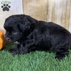 Autumn/Shih-Poo									Puppy/Female	/6 Weeks,Hey there, My name is Autumn! I am a very beautiful female Shihpoo puppy! I was born on September 6th, 2024. I am such a sweet and loveable little girl! I am looking for my new family, could that be with you? If you choose me I will come home to you vet checked with my vaccinations and deworming up to date, and I will also be microchipped. If you think that I would make the perfect little addition to your family, then please call or text to find out more information about me! I’m located in Canton, Ohio!