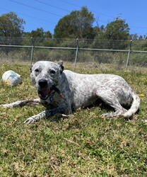 George/Australian Kelpie / Australian Cattle Dog/Male/8 Months,Hello, my name is George! I'm a handsome young man looking for my new home! I would suit an active home with owners who know a bit about working breeds, like me! I would love to be included as part of the family, spending quality time together at home as well as joining you for daily walks and adventures! I would love to meet the whole family before coming home with you, as I can be a little shy of new people. Any children in the home will need to be over 12 years of age, calm and confident around dogs. I am still young and have much to learn about this big, beautiful world. I will need ongoing positive reinforcement training and socialisation to help me be the best pup I can be! Puppy training classes where we can learn together, and I can meet lots of new friends would be perfect! Training takes time, practice and patience, along with lots of love and yummy treats which is all I will ask from you.  I know sometimes you have to go out but if you leave me with some fun toys, yum treats, fresh water bowl and a sheltered, snuggly bed in a secure area, I should be safe and happy until you come home. I would benefit from daily enrichment and interactive feeders to help keep my mind and body active. Rest is also important! A growing pup like me needs their sleep, so I can keep playing and learning! Having a nice, quiet, safe space, like my own bed or a crate, to catch some much-needed Zzz's after a big day of fun and play would be ideal! If you have any other doggies at home, please bring them in to meet me to make sure we will be best friends! If I sound like the pup for you, please come in to meet me!  -Level 2 adoption -Active home -Working breed knowledge -Must meet any dogs -Must meet all family -Dog confident children over 12 years -Ongoing positive reinforcement training