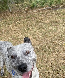 George/Australian Kelpie / Australian Cattle Dog/Male/8 Months,Hello, my name is George! I'm a handsome young man looking for my new home! I would suit an active home with owners who know a bit about working breeds, like me! I would love to be included as part of the family, spending quality time together at home as well as joining you for daily walks and adventures! I would love to meet the whole family before coming home with you, as I can be a little shy of new people. Any children in the home will need to be over 12 years of age, calm and confident around dogs. I am still young and have much to learn about this big, beautiful world. I will need ongoing positive reinforcement training and socialisation to help me be the best pup I can be! Puppy training classes where we can learn together, and I can meet lots of new friends would be perfect! Training takes time, practice and patience, along with lots of love and yummy treats which is all I will ask from you.  I know sometimes you have to go out but if you leave me with some fun toys, yum treats, fresh water bowl and a sheltered, snuggly bed in a secure area, I should be safe and happy until you come home. I would benefit from daily enrichment and interactive feeders to help keep my mind and body active. Rest is also important! A growing pup like me needs their sleep, so I can keep playing and learning! Having a nice, quiet, safe space, like my own bed or a crate, to catch some much-needed Zzz's after a big day of fun and play would be ideal! If you have any other doggies at home, please bring them in to meet me to make sure we will be best friends! If I sound like the pup for you, please come in to meet me!  -Level 2 adoption -Active home -Working breed knowledge -Must meet any dogs -Must meet all family -Dog confident children over 12 years -Ongoing positive reinforcement training